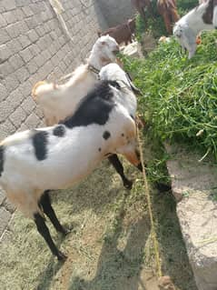 Sale for Qurbani