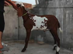 donda Bakra For Sale