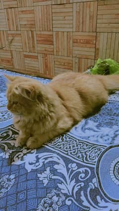 Persian cat brown colour available