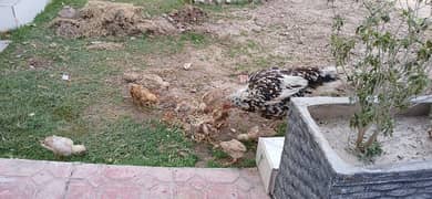 aseel