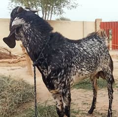 Bakra for sale