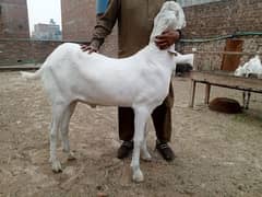 dase beetal bakra 03226337958