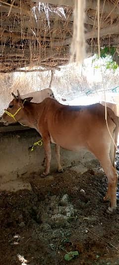 Cow
