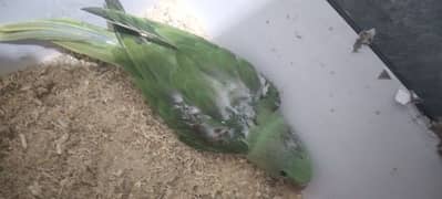 Green Parrots For Sale Healthy And Active Home Breed breeder pair