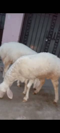gr ka paly howy dunbay