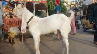 bakra