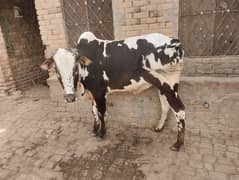 qurbani Wala janwr