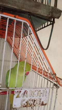 Khata parrot for sale and Australian parrot sale