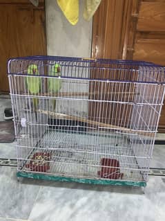 Breeding ringneck pair