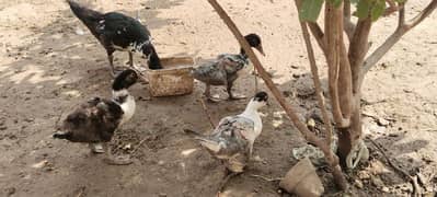 Muscovy