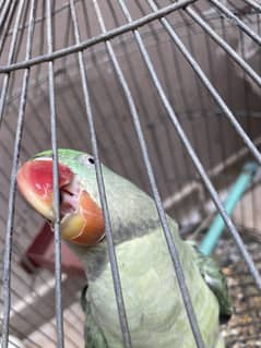 Pahari parrot