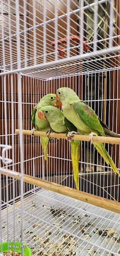 Alexander Parrot's Chicks (Pahari)