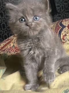 persain kittens