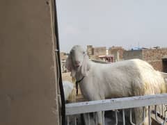 Rajanpuri bakra for sale
