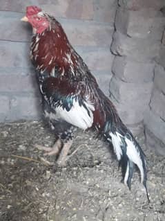 03217057689 Aseel murga for sale