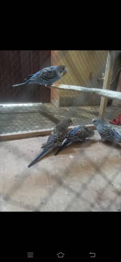 budgies
