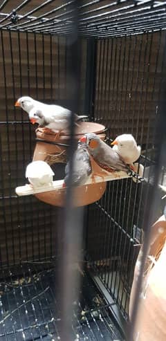 Finches
