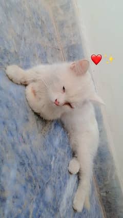Persian cat