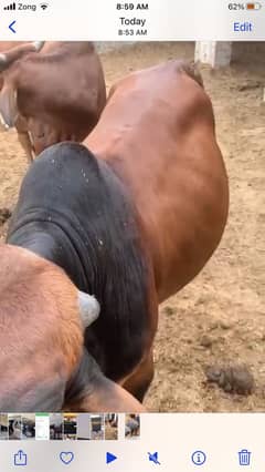 Sahiwal bull for qurbani 4.5 mann/ sargodha