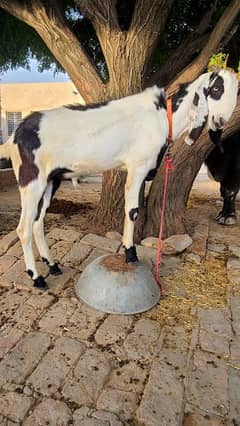 bakra