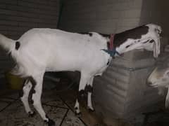 Bakri Path for sale