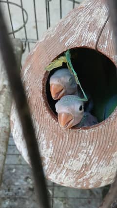 2vchicks