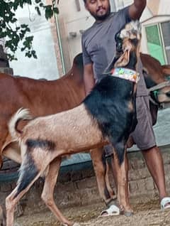 2025 Ki Qurbani Ka Liye 4 Bakry Sale