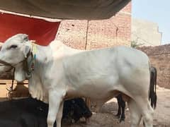 Qurbani | Buffalo | Bull | بچرا | Sale | Breeder | sahiwal | Katta