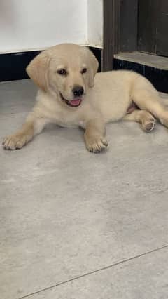 The most friendly lebrador