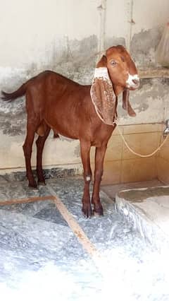 Bakra