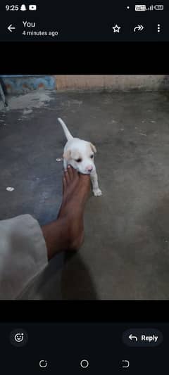Pitbull
