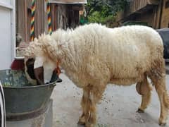 Chatra/Bakra/Goat for Qurbani