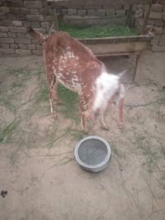 Bakri