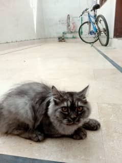 Persian kitten