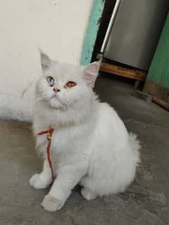 cat female