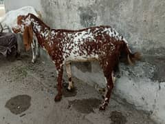 makhi