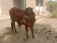 beautiful bull for qurbani