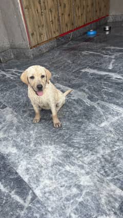 Female labrador high quality puppy