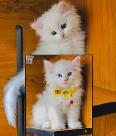 parshion punch face triple cote kitten cat male and female