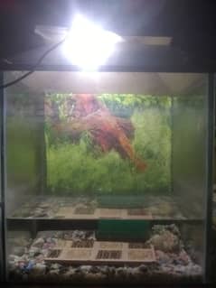 medium