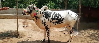 bull sale for qurbani 2 dant