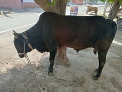 qurbani