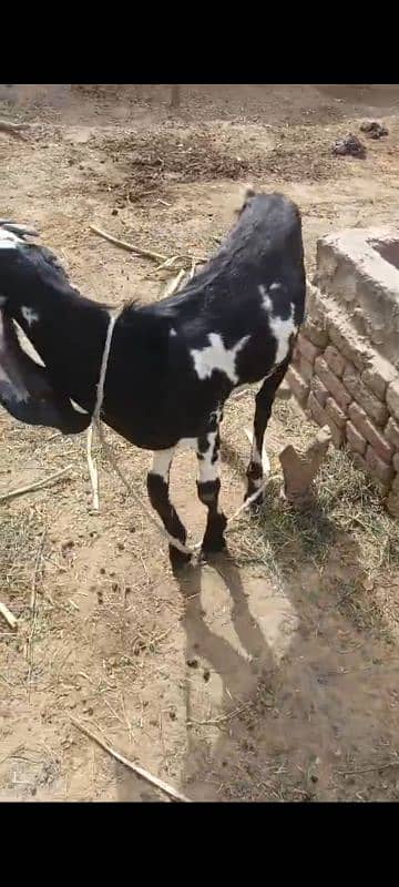 Desi bkra ghr ka Pala hova