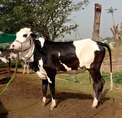 Most beautifull female(vehrh) for sale 03125173572