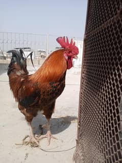 roaster /murga