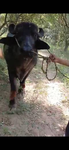 Qurbani bulls | Bachra | Desi bulls | Wehra | بچھڑا | Qurbani 2025