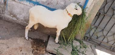 dunba