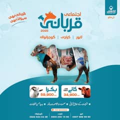 ijtamai qurbani 2025 | aasaan Qurbani | wacha | Cow | Bachra | qurbani