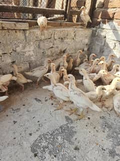 Assel Heera chicks