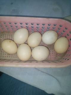 Aseel heera eggs